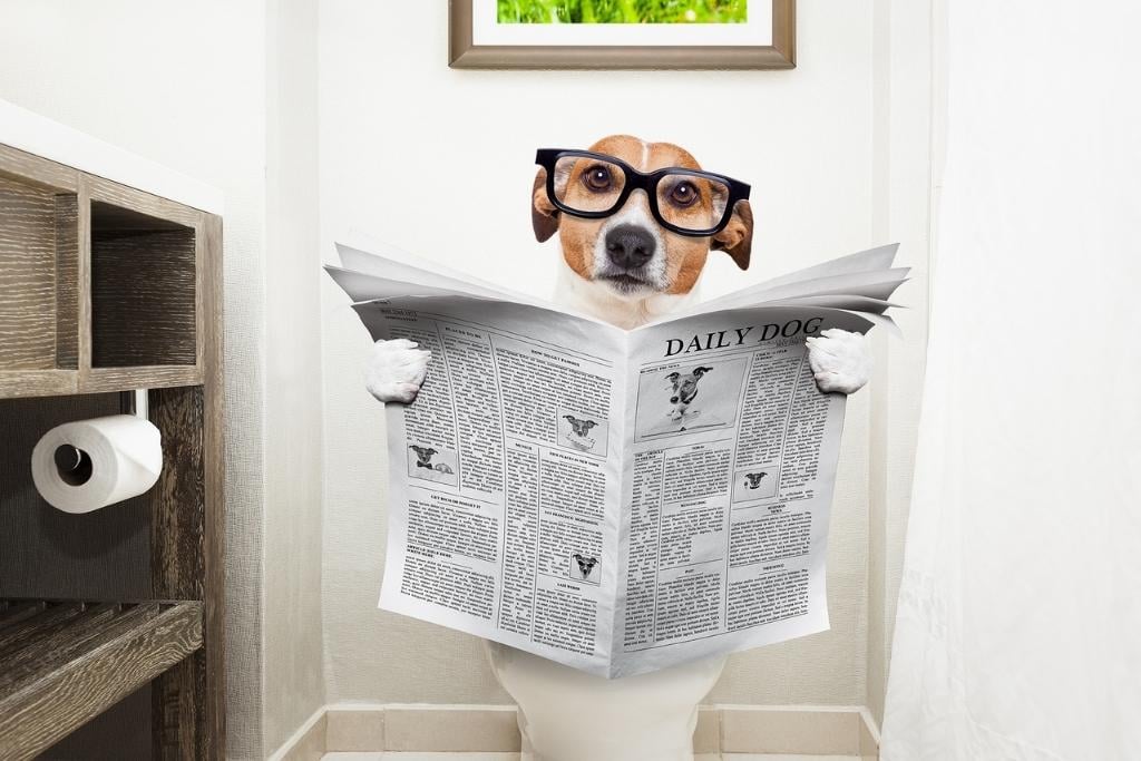 Jack russell terrier sitting on a toilet seat with digestion problems or constipation reading the gossip magazine or newspaper. Concept of opioid induced constipation.