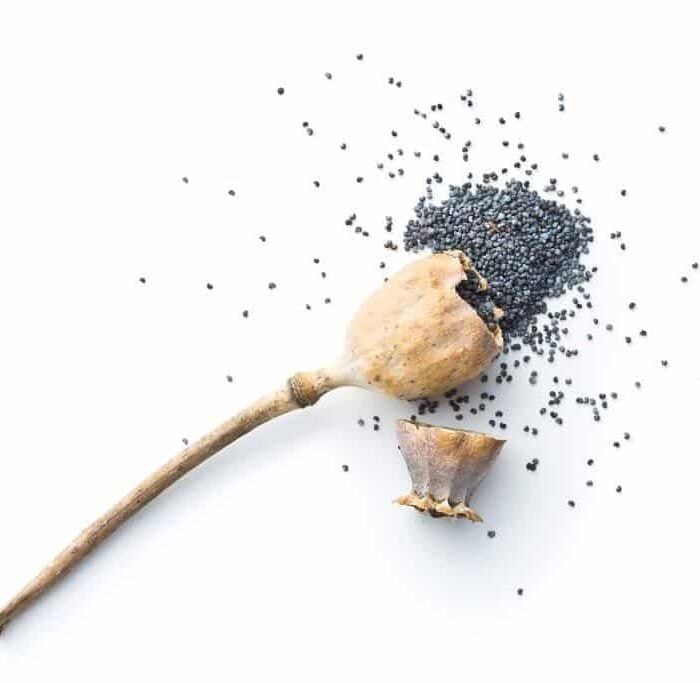 Photo of opened poppy seed head against white background. Concept of poppy seeds uses and risks.