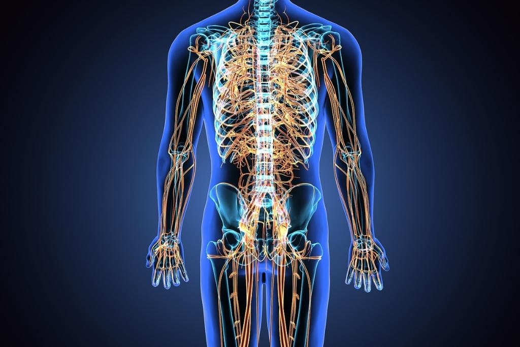 3D illustration of male nervous system, concept of nervous system regulation