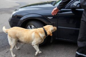 Labrador retriever Customs dog looking for items prohibited for transfer through the border. Concept of President Trump fentanyl trafficking response.