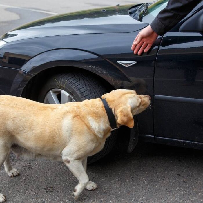 Labrador retriever Customs dog looking for items prohibited for transfer through the border. Concept of President Trump fentanyl trafficking response.